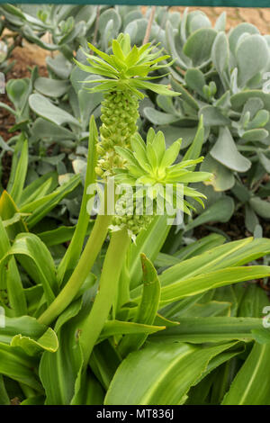 Eucomis im Herbst, Kirstenbosch Botanischen Garten an der Garden Route, Kapstadt, Südafrika Stockfoto