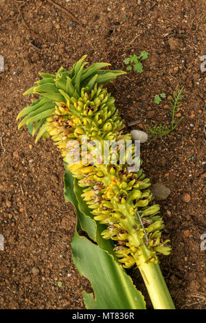 Eucomis im Herbst, Kirstenbosch Botanischen Garten an der Garden Route, Kapstadt, Südafrika Stockfoto