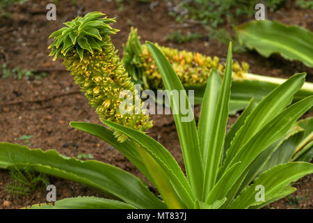 Eucomis im Herbst, Botanischen Garten Kirstenbosch, Kapstadt, Südafrika Stockfoto