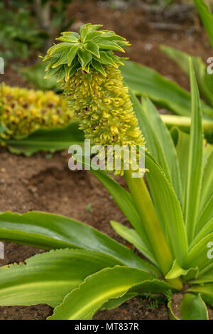 Eucomis im Herbst, Botanischen Garten Kirstenbosch, Kapstadt, Südafrika Stockfoto