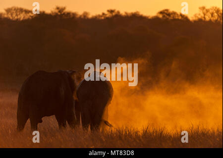 Ein Afrikanischer Elefant wirft Sand in Simbabwe Hwange National Park. Stockfoto