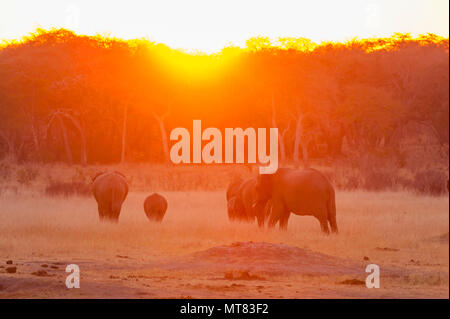 Eine Herde afrikanischer Elefanten, die im Hwange-Nationalpark in Simbabwe in den Sonnenuntergang eintauchen. Stockfoto