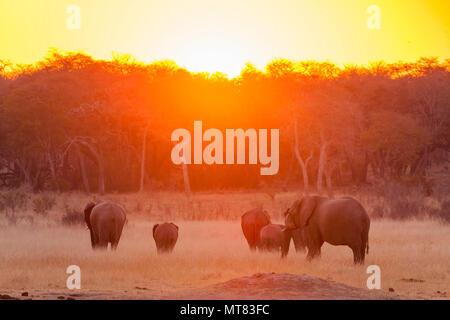 Eine Herde afrikanischer Elefanten, die im Hwange-Nationalpark in Simbabwe in den Sonnenuntergang eintauchen. Stockfoto