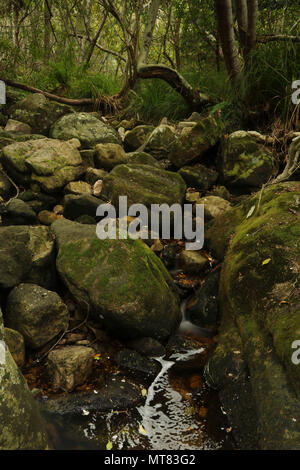 Felsen und Vegetation am Skelett Fluss im Botanischen Garten Kirstenbosch, Kapstadt, Südafrika Stockfoto