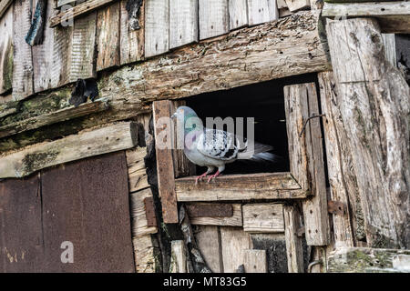 Die Taube sitzt in das Fenster der Taubenschlag Stockfoto