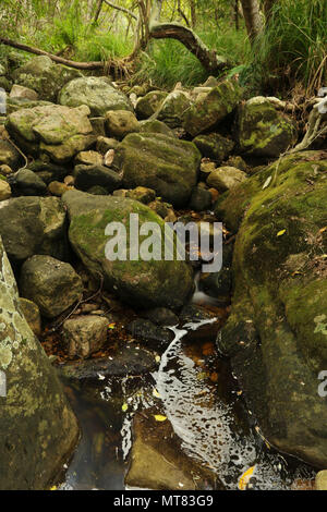 Felsen und Vegetation am Skelett Fluss im Botanischen Garten Kirstenbosch, Kapstadt, Südafrika Stockfoto