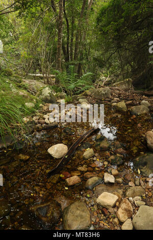 Felsen und Vegetation am Skelett Fluss im Botanischen Garten Kirstenbosch, Kapstadt, Südafrika Stockfoto