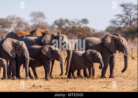 Eine große Herde von afrikanischen Elefanten loxodonta Africana in Simbabwe Hwange National Park gesehen. Stockfoto