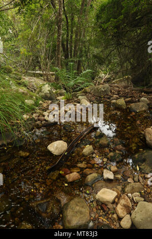 Felsen und Vegetation am Skelett Fluss im Botanischen Garten Kirstenbosch, Kapstadt, Südafrika Stockfoto