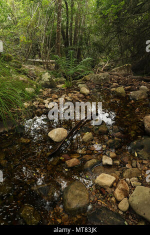 Felsen und Vegetation am Skelett Fluss im Botanischen Garten Kirstenbosch, Kapstadt, Südafrika Stockfoto