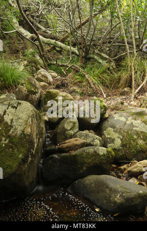 Felsen und Vegetation am Skelett Fluss im Botanischen Garten Kirstenbosch, Kapstadt, Südafrika Stockfoto