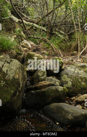 Felsen und Vegetation am Skelett Fluss im Botanischen Garten Kirstenbosch, Kapstadt, Südafrika Stockfoto