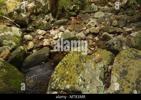 Felsen und Vegetation am Skelett Fluss im Botanischen Garten Kirstenbosch, Kapstadt, Südafrika Stockfoto