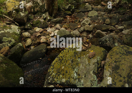 Felsen und Vegetation am Skelett Fluss im Botanischen Garten Kirstenbosch, Kapstadt, Südafrika Stockfoto