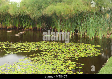 Teich mit Schilf und Seerosen im Botanischen Garten Kirstenbosch, Kapstadt, Südafrika Stockfoto