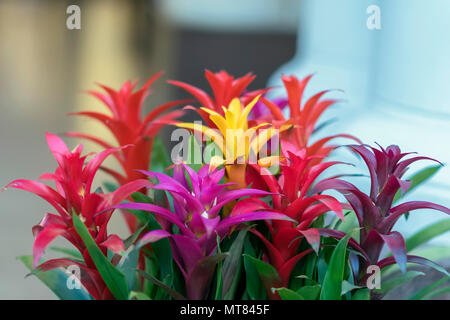 Mischung aus bunten hellen Guzmania, feine Vertreter der Bromelie oder Ananas Familie, führend in der Gestaltung von Innenräumen Stockfoto