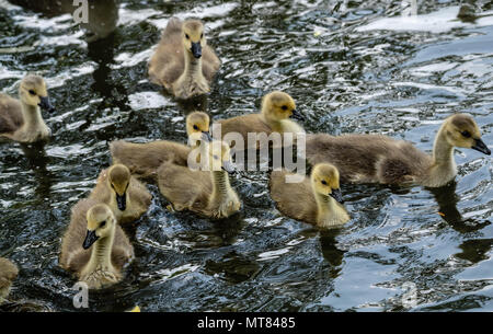 Kanadagänse mit gänschen bei Weald Country Park, Brentwood, Essex Stockfoto