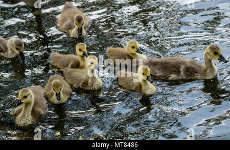 Kanadagänse mit gänschen bei Weald Country Park, Brentwood, Essex Stockfoto