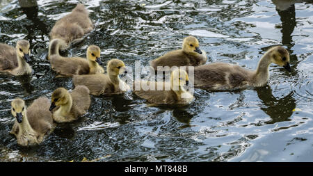 Kanadagänse mit gänschen bei Weald Country Park, Brentwood, Essex Stockfoto