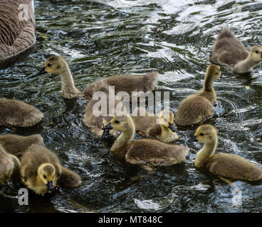 Kanadagänse mit gänschen bei Weald Country Park, Brentwood, Essex Stockfoto