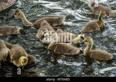 Kanadagänse mit gänschen bei Weald Country Park, Brentwood, Essex Stockfoto