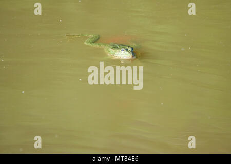 Hebamme Kröte in den Teich Stockfoto