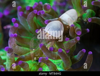 Schließen Sie herauf Bild der Kommensale Eierschale Garnelen (Hamopontonia corallicola) eingebettet in bioluminescent Tentakeln der Host Coral. Lembeh Straits, Indonesien. Stockfoto