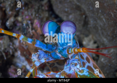 Nahaufnahme der Pfau mantis Shrimp (Odontodactylus scyllarus). Lembeh Straits, Indonesien. Stockfoto