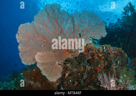 Große orange Gorgonien seafan im blauen Wasser Hintergrund. Raja Ampat, Indonesien. Stockfoto