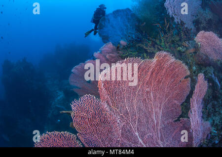 Weibliche Taucher erkundet Korallenriff Wand gefüllt mit großen Gorgonien Seefächern. Raja Ampat, Indonesien. Stockfoto