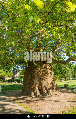 Orientalische Platane Platanus orientalis, Westgate, Gärten, Canterbury, Kent, England, Großbritannien Stockfoto