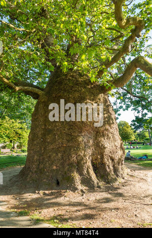 Orientalische Platane Platanus orientalis, Westgate, Gärten, Canterbury, Kent, England, Großbritannien Stockfoto