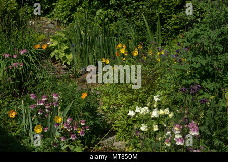 Sibirische Iris in einem Schottischen Country Garden Stockfoto