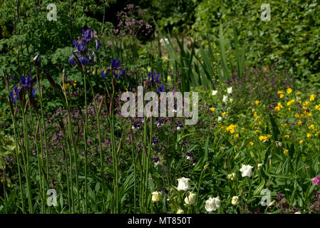 Sibirische Iris in einem Schottischen Country Garden Stockfoto