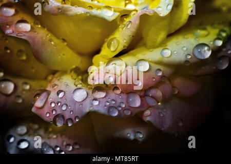 Gelb und rosa Rose mit Wassertropfen auf die Blütenblätter Stockfoto