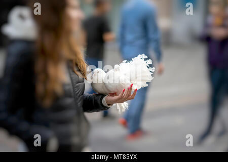 Zwei dekorative weiße Tauben in den Händen des Mädchens, dem Symbol des Friedens. Paar anmutige Tauben mit herrlichem Gefieder. Peacock Rasse Stockfoto