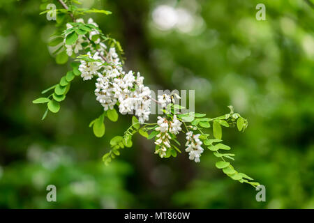 Weiß blühende Akazien. Robinia pseudoacacia, falsche Akazie, Robinie, Sommer Hintergrund. Mit Platz für Ihren Text, für den Hintergrund verwenden Stockfoto