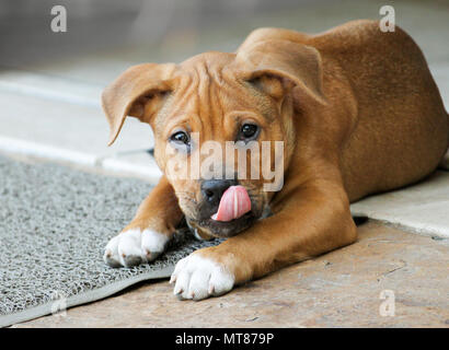 Welpe Hund Boxer Pit Bull Mix mit seine Zunge heraus Stockfoto