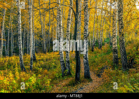 Herbst am Abend in der Birke Wald Stockfoto