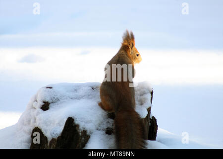 Eichhörnchen sitzt auf dem Baumstumpf auf Schnee Winter Hintergrund Stockfoto