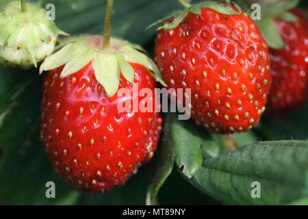 Zwei rote Erdbeeren hängen an Zweig, der im Hintergrund mit grünen Blättern Stockfoto