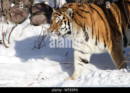 Nahaufnahme von Nizza sibirische Tiger gehen über Winter Landschaft Stockfoto