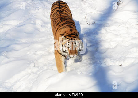 Schöne sibirische Tiger gehen über Schnee Stockfoto