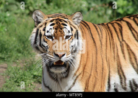 Nahaufnahme des wunderschönen sibirischen Tiger auf Hintergrund mit grünem Gras Stockfoto