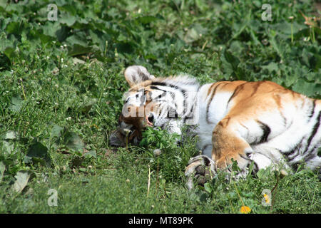 Nahaufnahme des wunderschönen sibirischen Tiger liegend auf grünem Gras Stockfoto