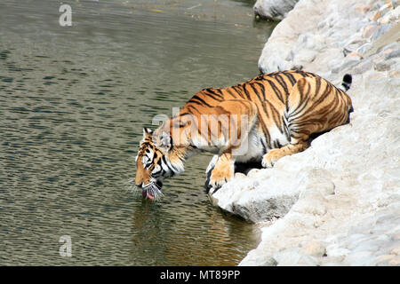 Sibirische Tiger nehmen einen Drink am Ufer. Bild horizontal Stockfoto