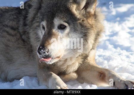 Nahaufnahme der Wolf Fang mit rosa Zunge auf Schnee Hintergrund Stockfoto