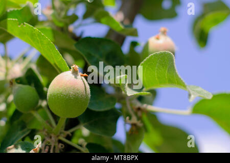 Unreifen jungen grünen Apfel Früchte zwischen Blätter am Zweig, im Freien, an apple tree. Auf verschwommenen Hintergrund. Close-up. Stockfoto