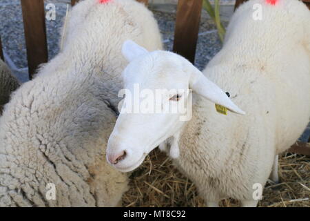 Close up Portrait von Schafen in einen Zaun Stockfoto