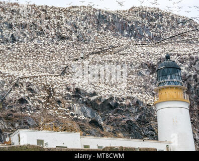 Masse von Nistbanneln, Morus bassanus, Bass Rock Leuchtturm, Schottland, Großbritannien Stockfoto